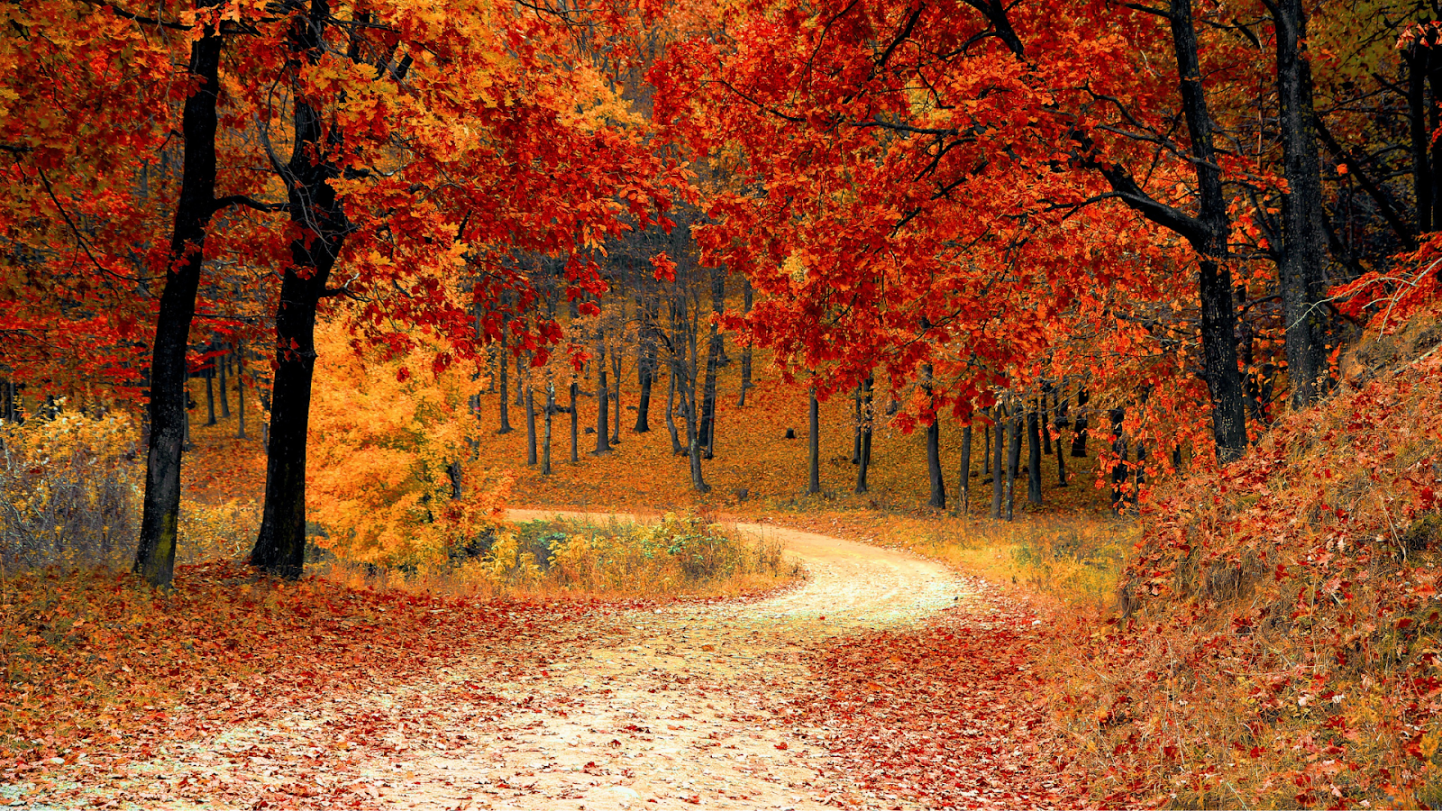A path leading into trees during autumn